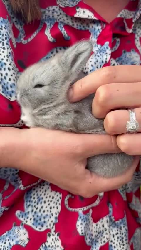 Mini Lion Lop rabbits for sale: Adorable, grey bunny - Video 2