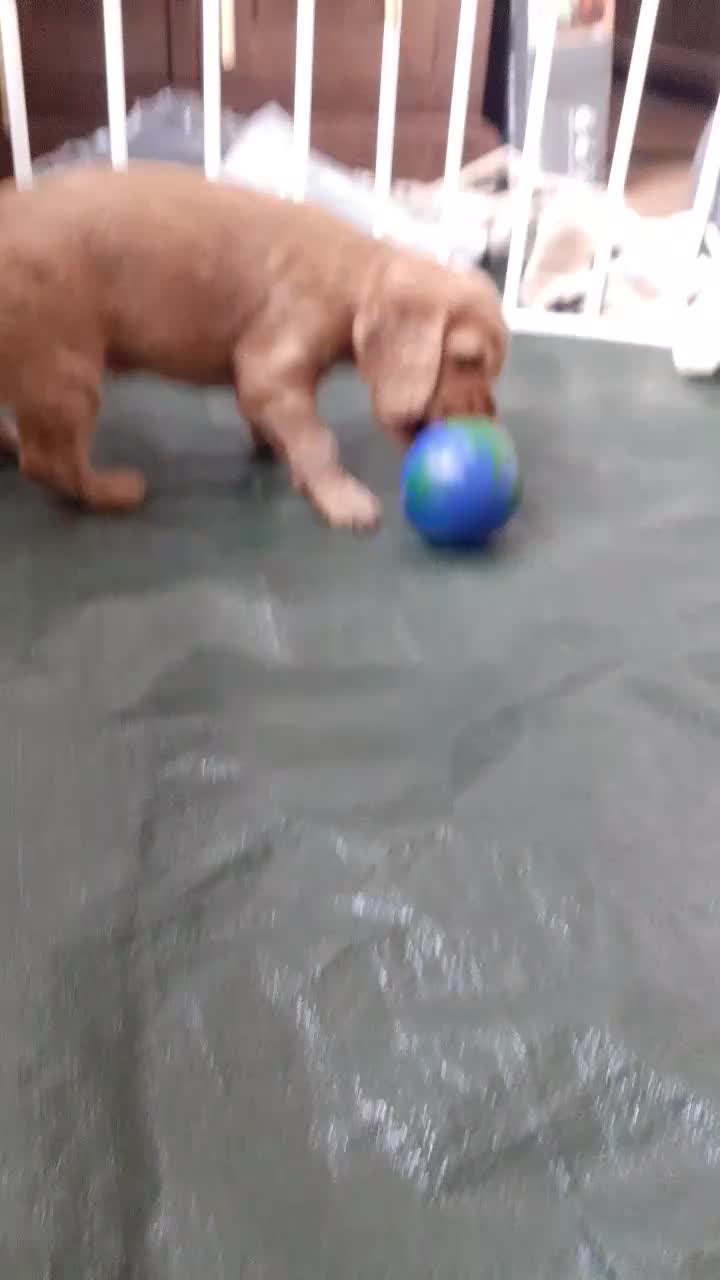 Cocker Spaniel dogs for sale: Beautiful Cocker Spaniel Puppies  - Video 2