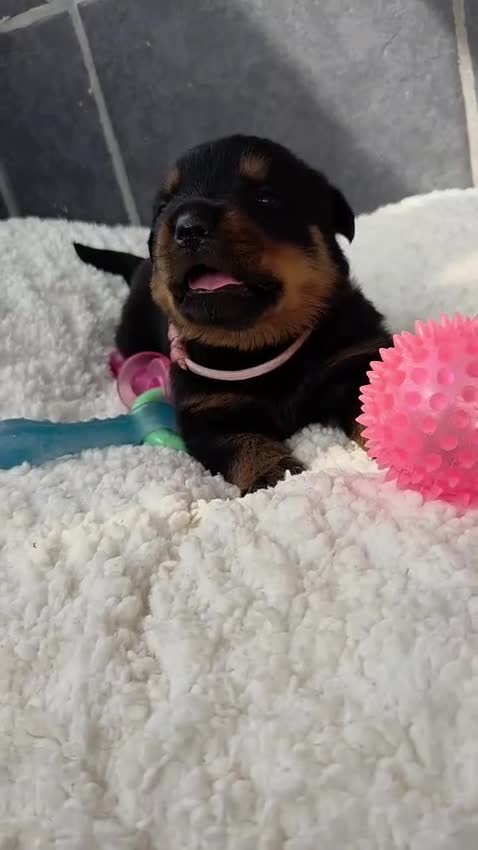 Rottweiler dogs for sale: Gorgeous Rottweiler Puppies  - Video 1
