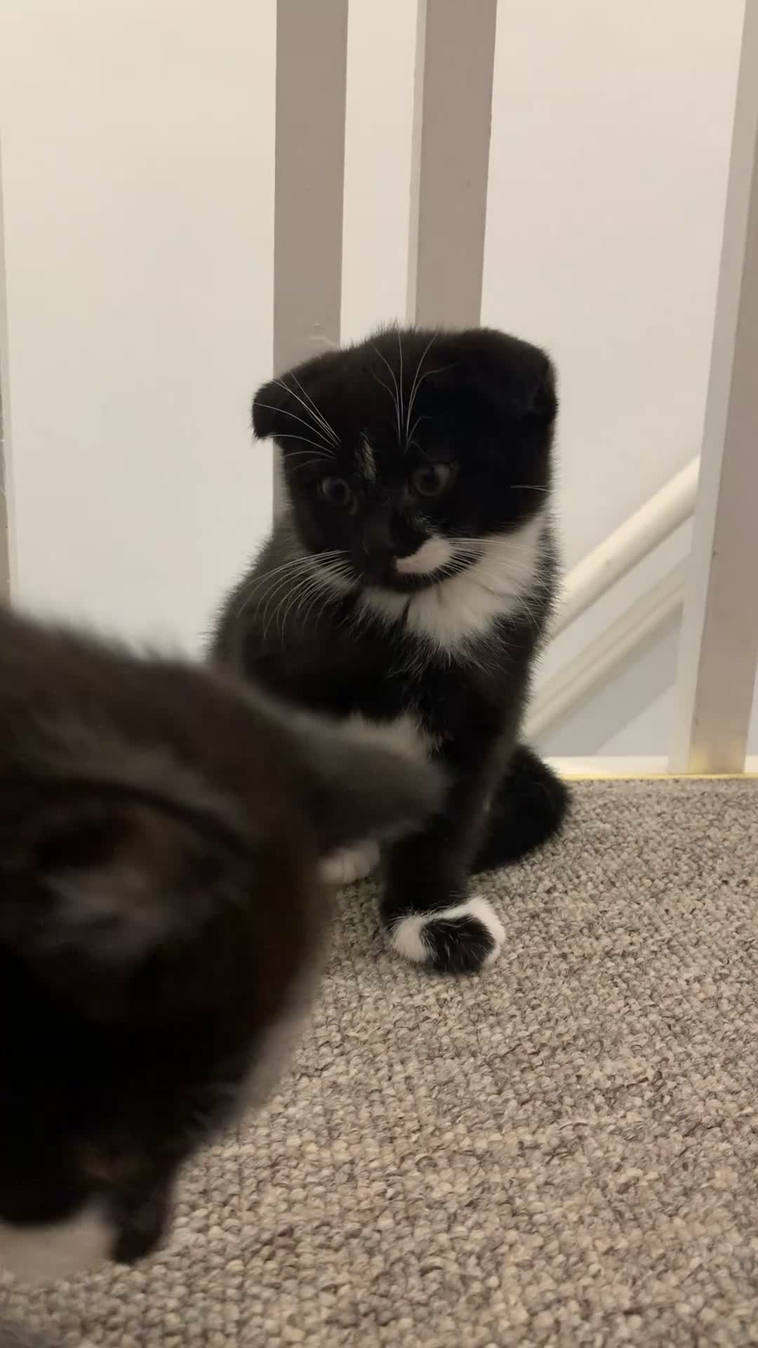 Scottish Fold cats for sale: 🖤🤍Adorable Scottish Kitten Ready for Loving Home - Video 1