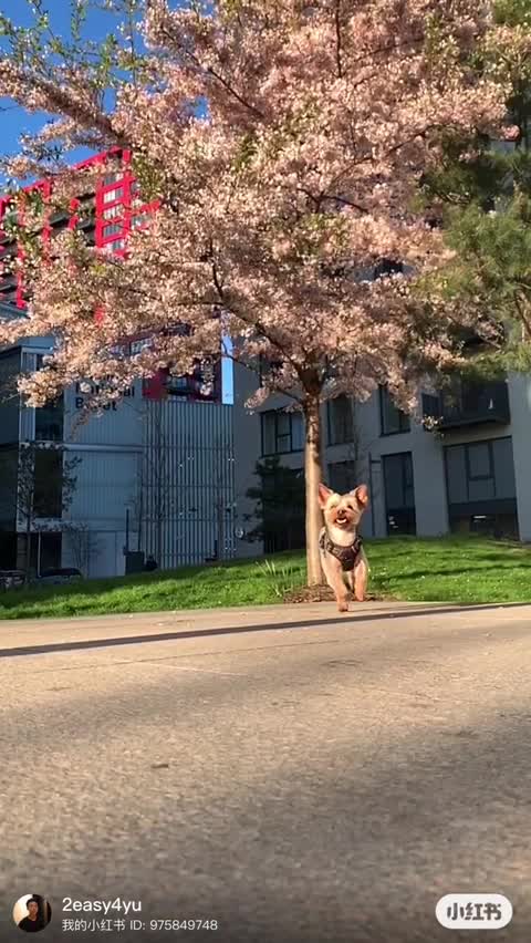 Yorkshire Terrier dogs for stud: Stud Dog Available: Handsome Yorkshire Terrier in London - Video 1