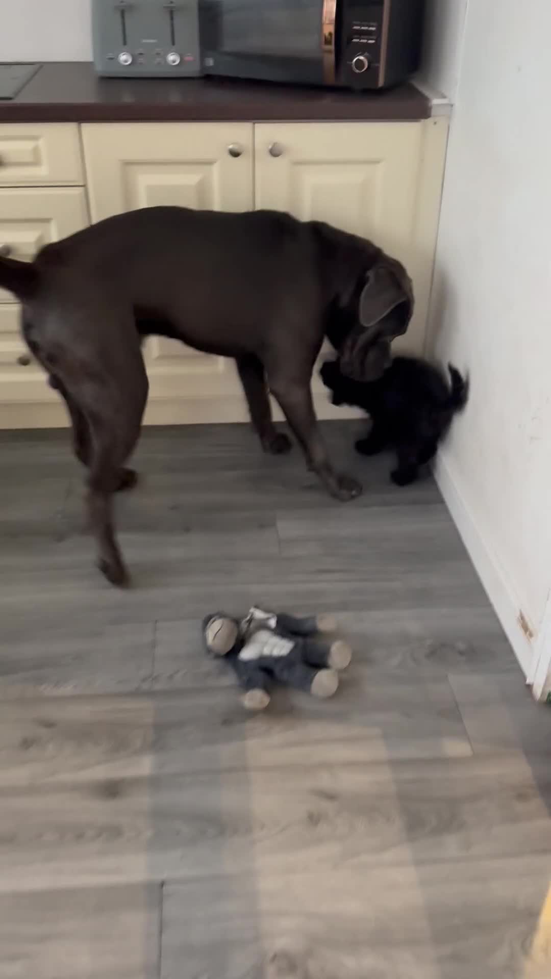 Cane Corso dogs for sale: Cane corso - Video 1