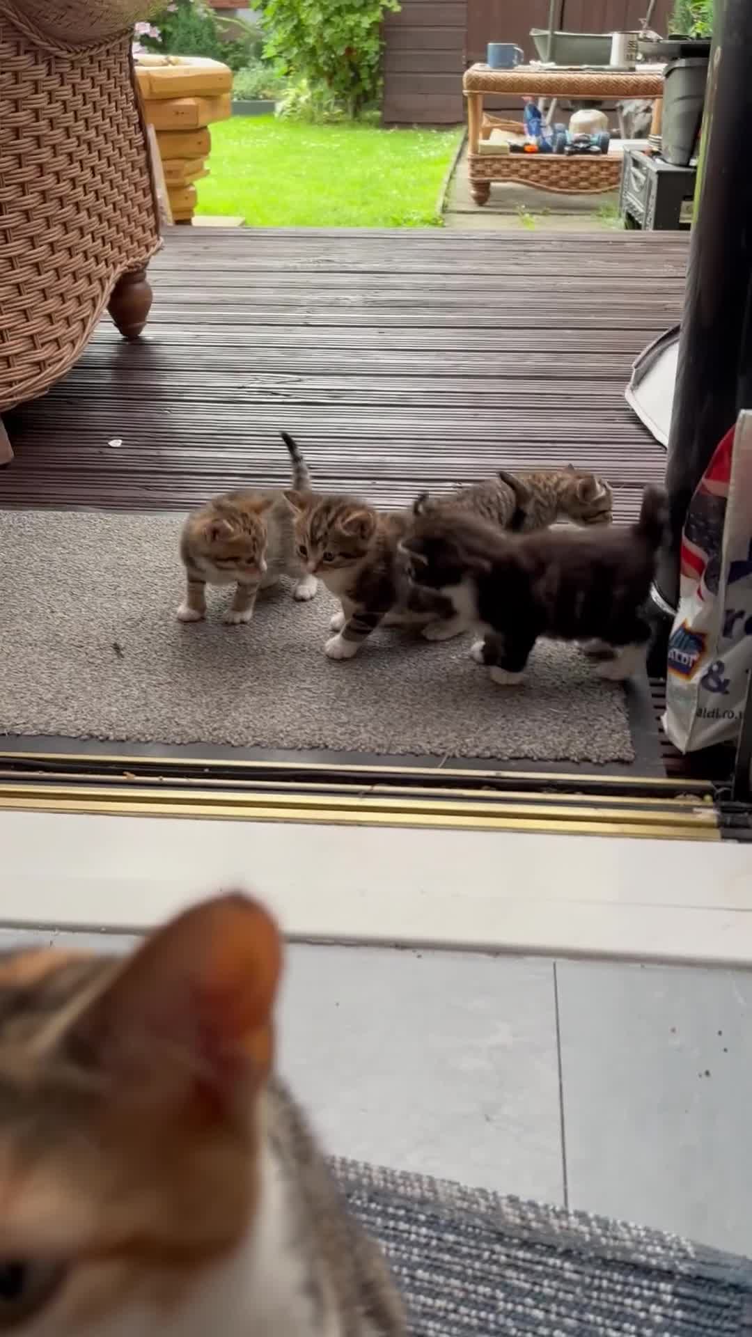 British Shorthair cats for sale: Beautiful playful kittens  - Video 3