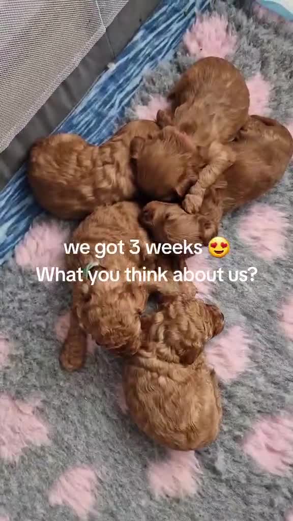 Cavapoo dogs for sale: For sale  - Video 1