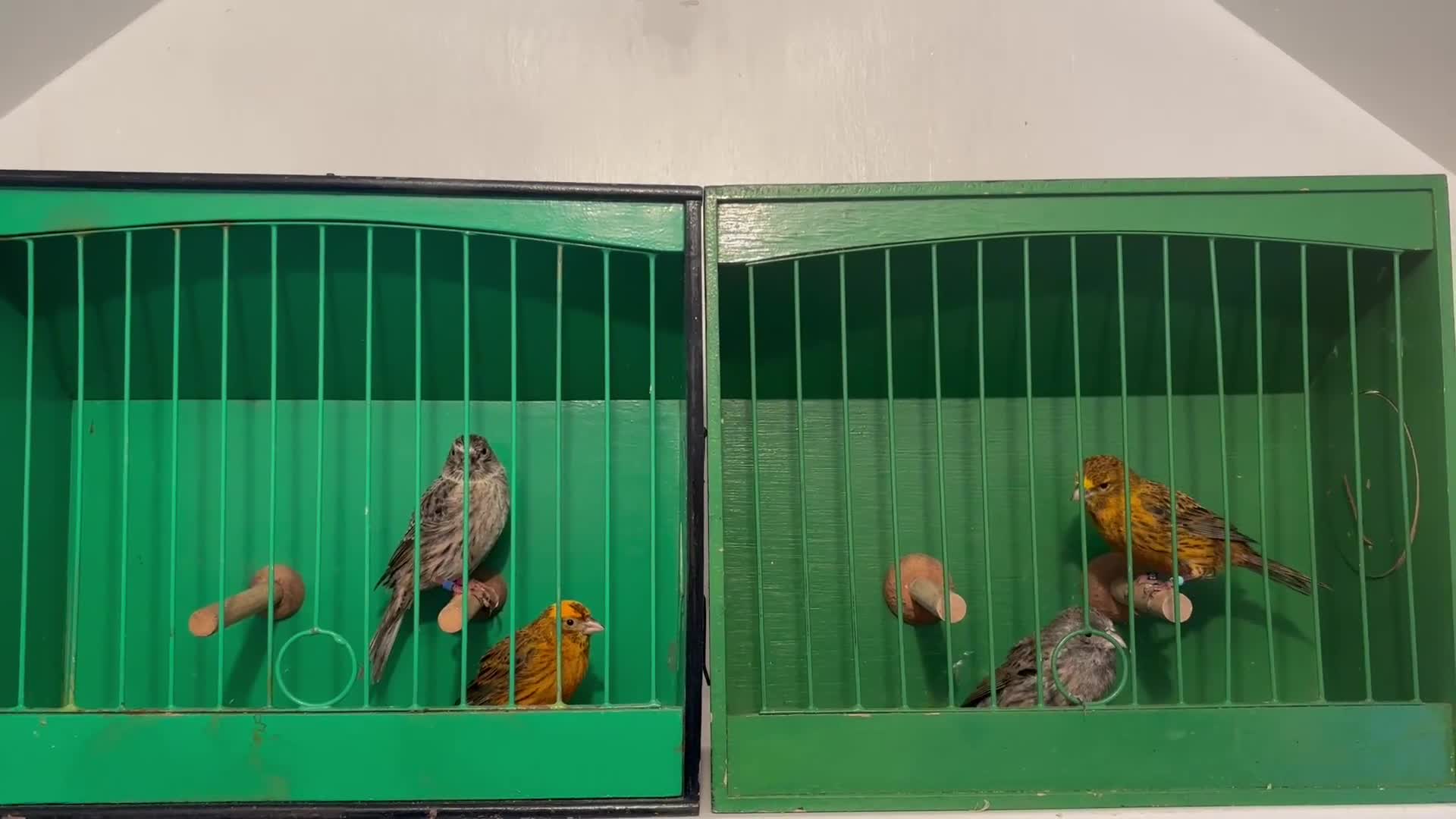 Canaries birds for sale: Lizard canaries  - Video 1