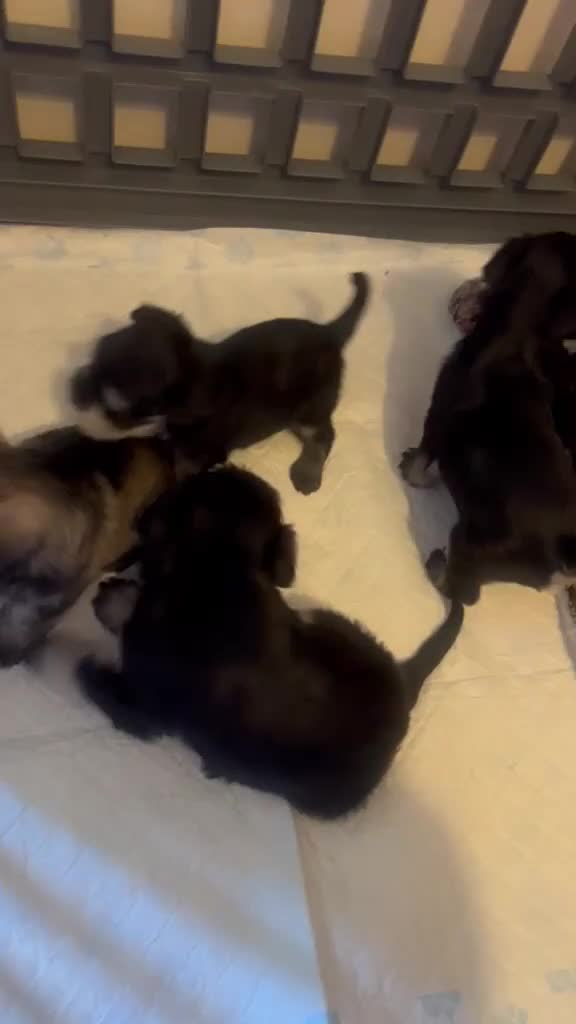 Miniature Schnauzer dogs for sale: 🐾Miniature Schnauzer Pups 🐾 in Gloucester - Video 1