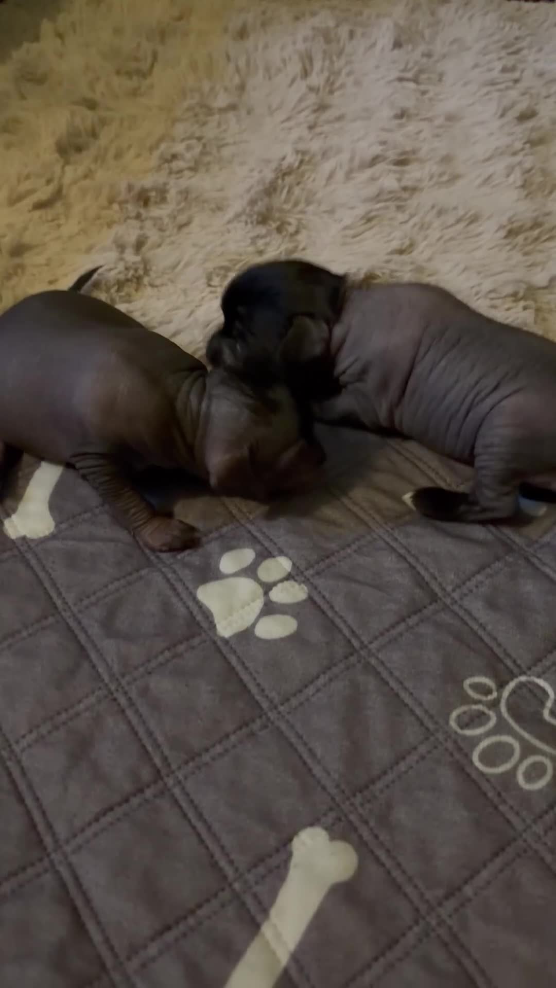 Mixed Breed dogs for sale: Crestepoo in Markfield - Video 1