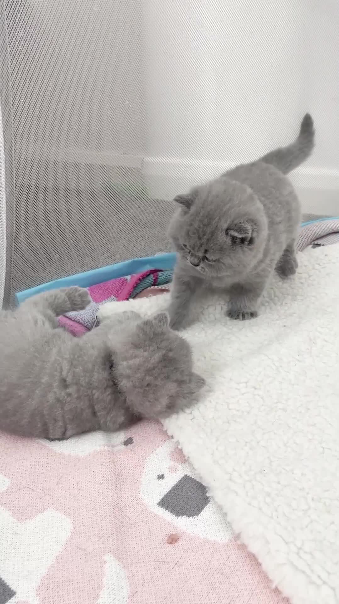 British Shorthair cats for sale: TICA registered champion bloodline BSH kittens - Video 3