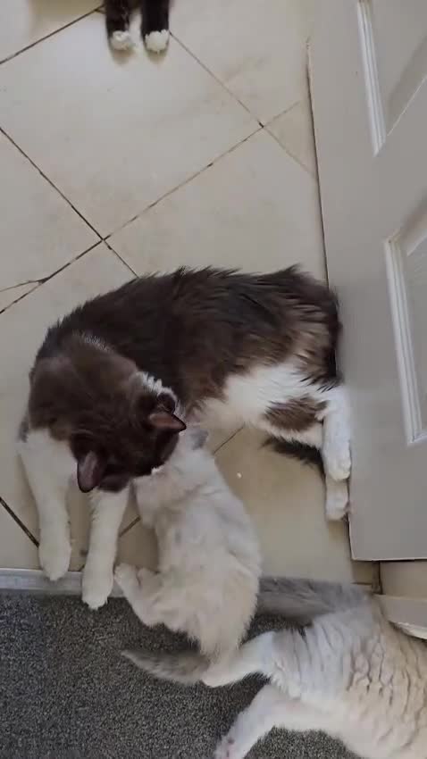 Ragdoll cats for sale: CollieKiss Ragdolls – Beautiful TICA Registered - Video 1