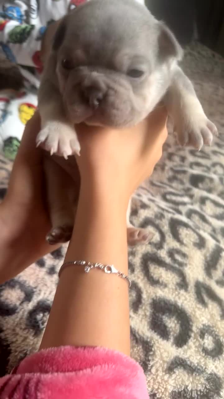French Bulldog dogs for sale: French bulldogs  - Video 1