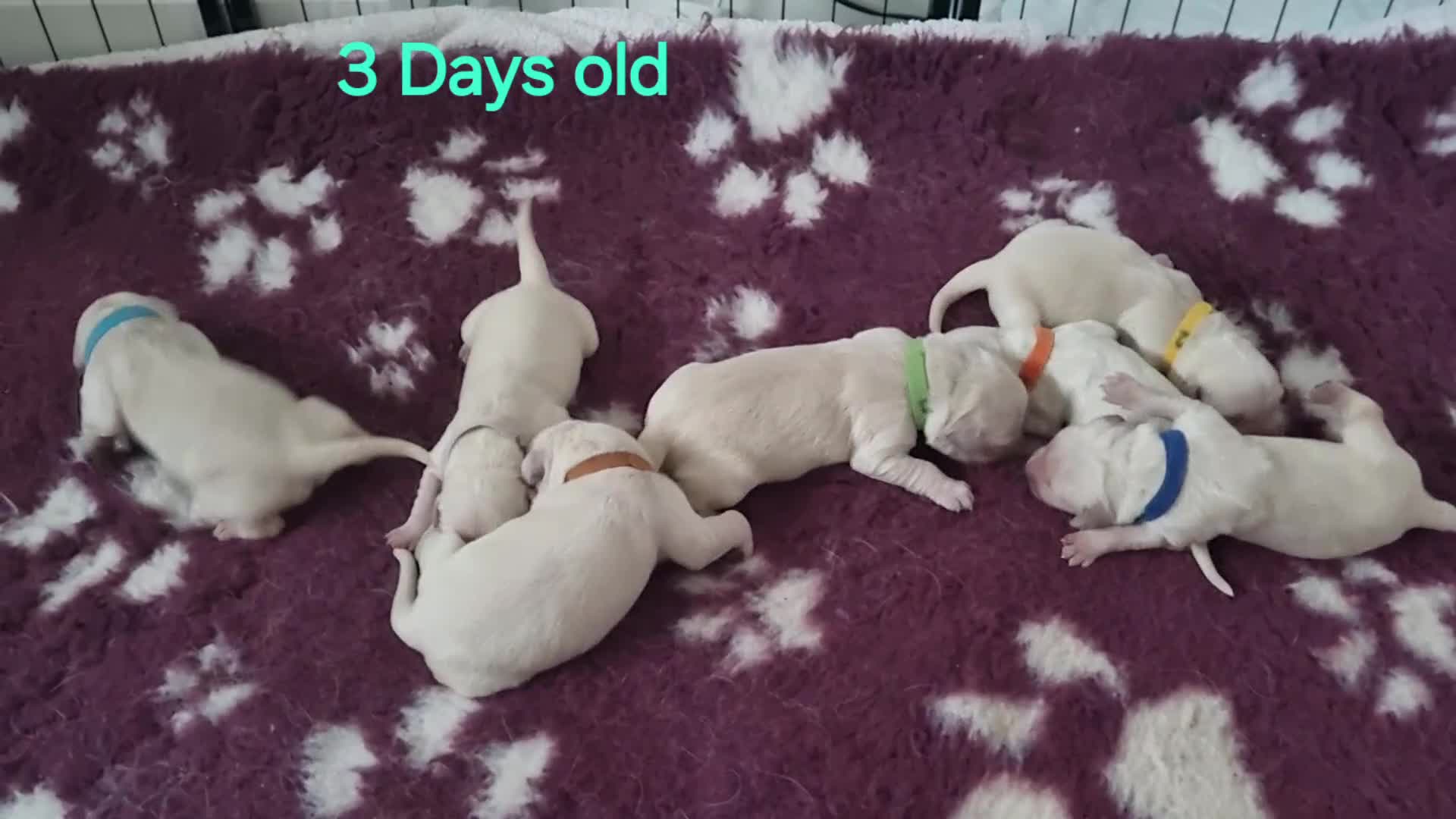 Golden Retriever dogs for sale: Golden Retriever Pups-FULLY HEALTH TESTED PARENTS  - Video 1