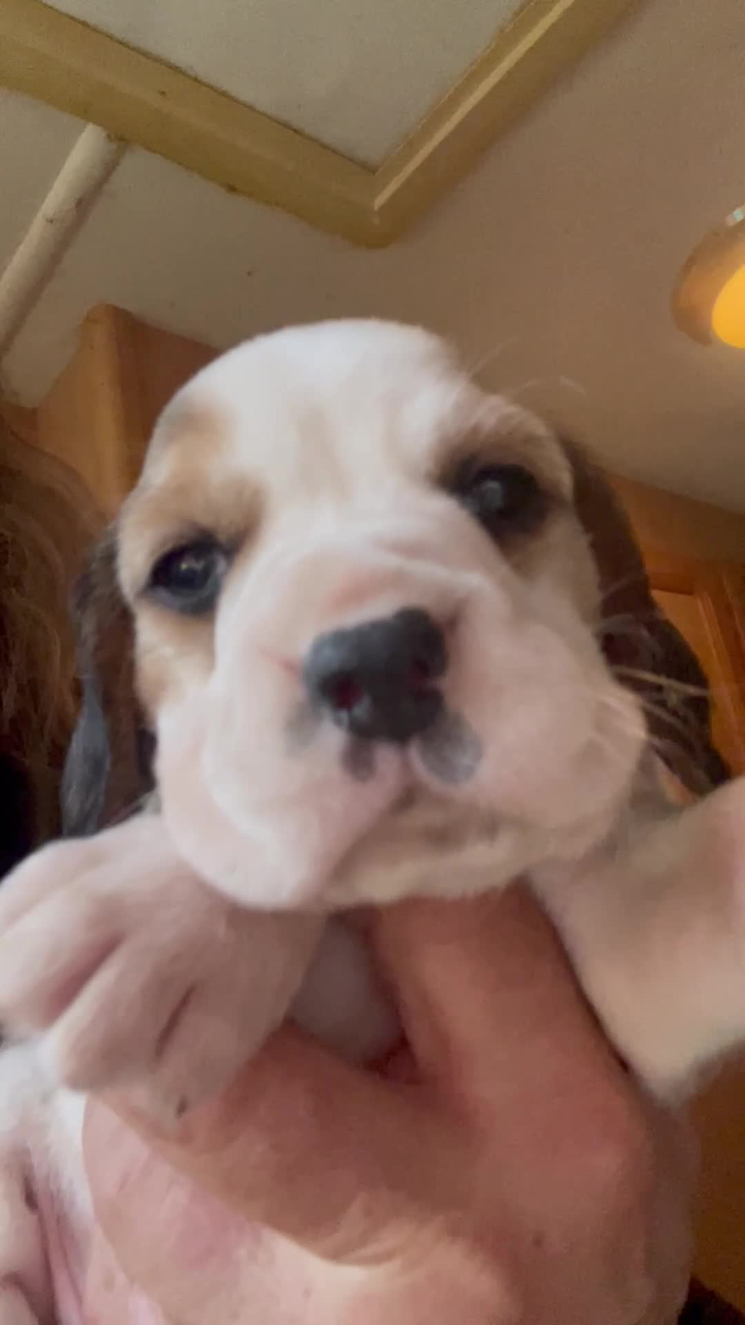 Beagle dogs for sale: kc reg pups ready NOVEMBER  - Video 1