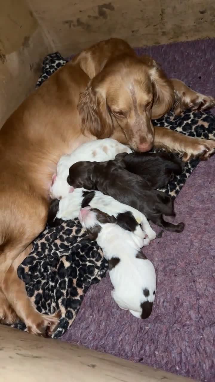 Cocker Spaniel dogs for sale: Working cocker spaniel puppies for sale in Ewhurst - Video 1