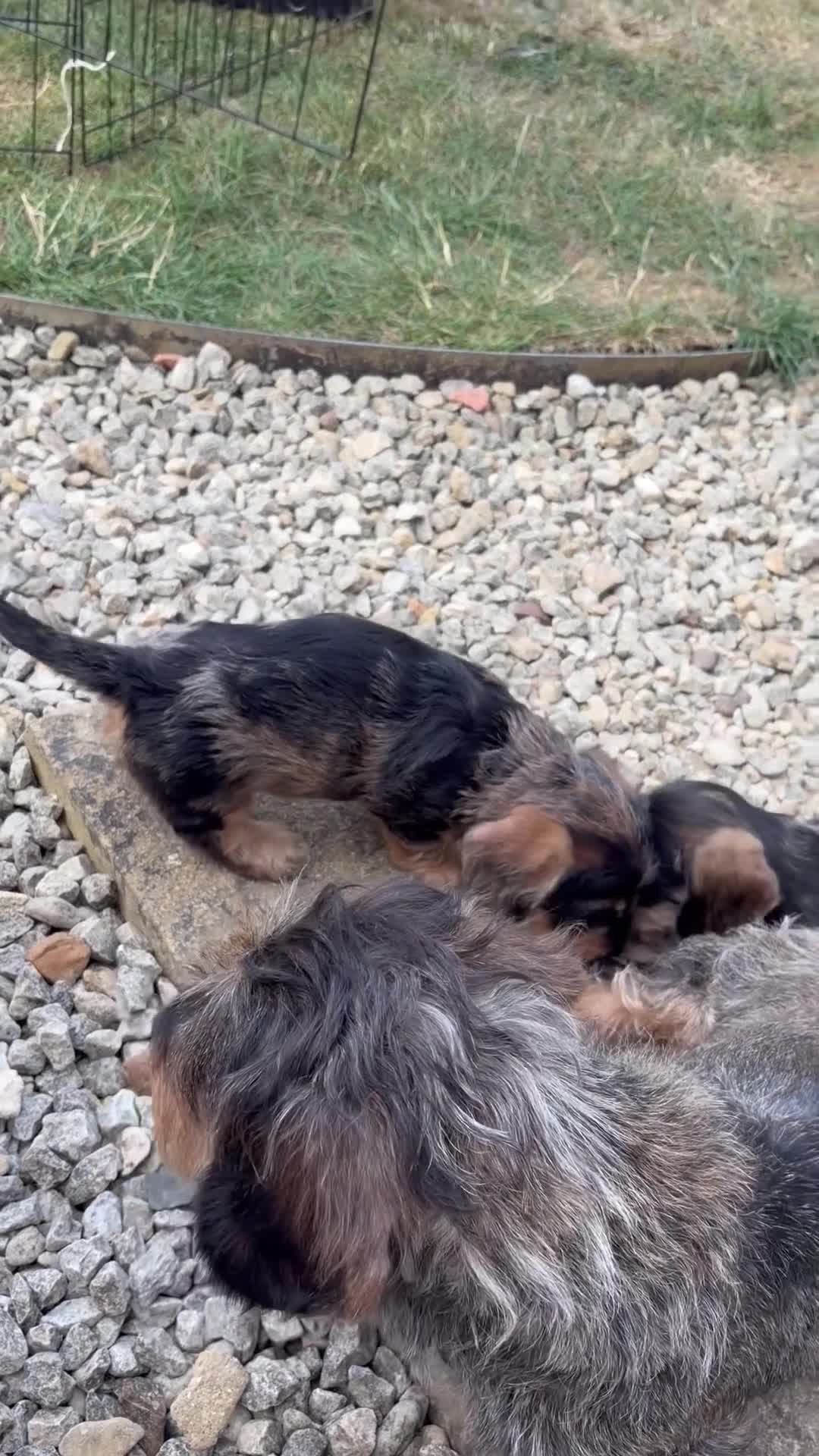 Miniature Dachshund dogs for sale: Male miniature wire haired dachschund puppy in Chipping Norton - Video 1