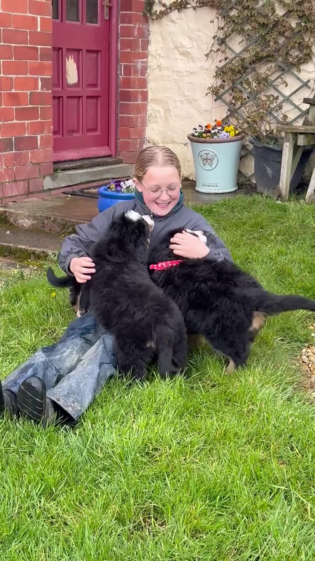 Bernese Mountain Dog dogs for sale: KC Beautiful Bernese  - Video 2