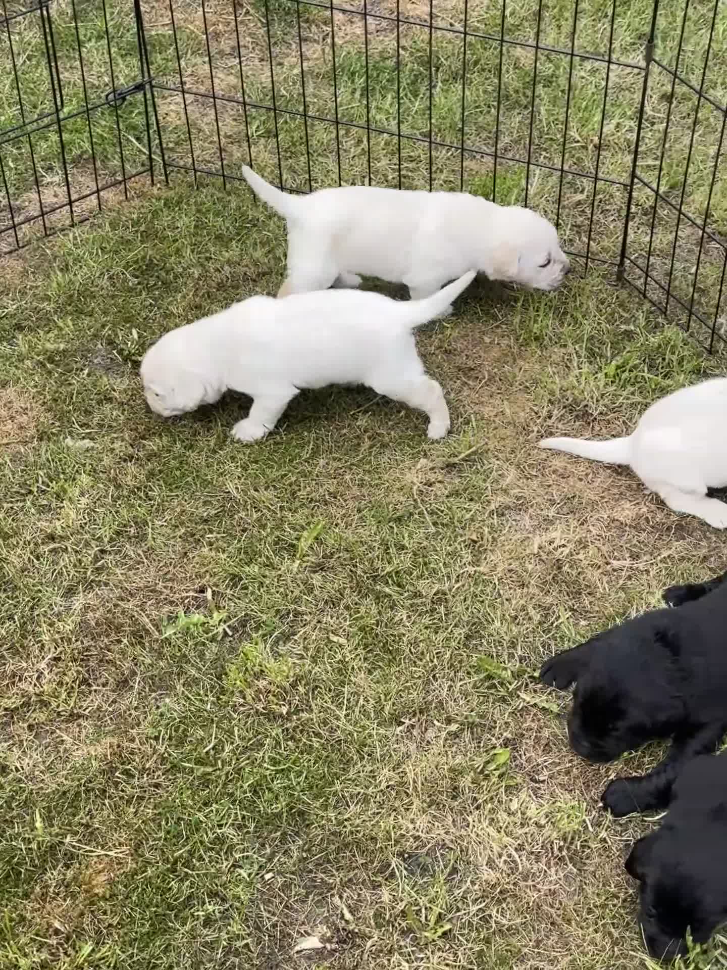 Labrador Retriever dogs for sale: Labrador puppies - Video 2