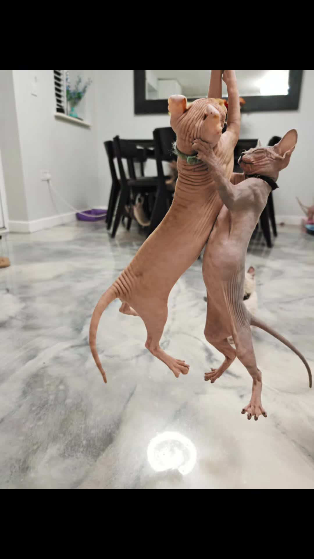 Sphynx cats for sale: 2 Ginger Unique Elf Boys left! READY NOW - Video 3