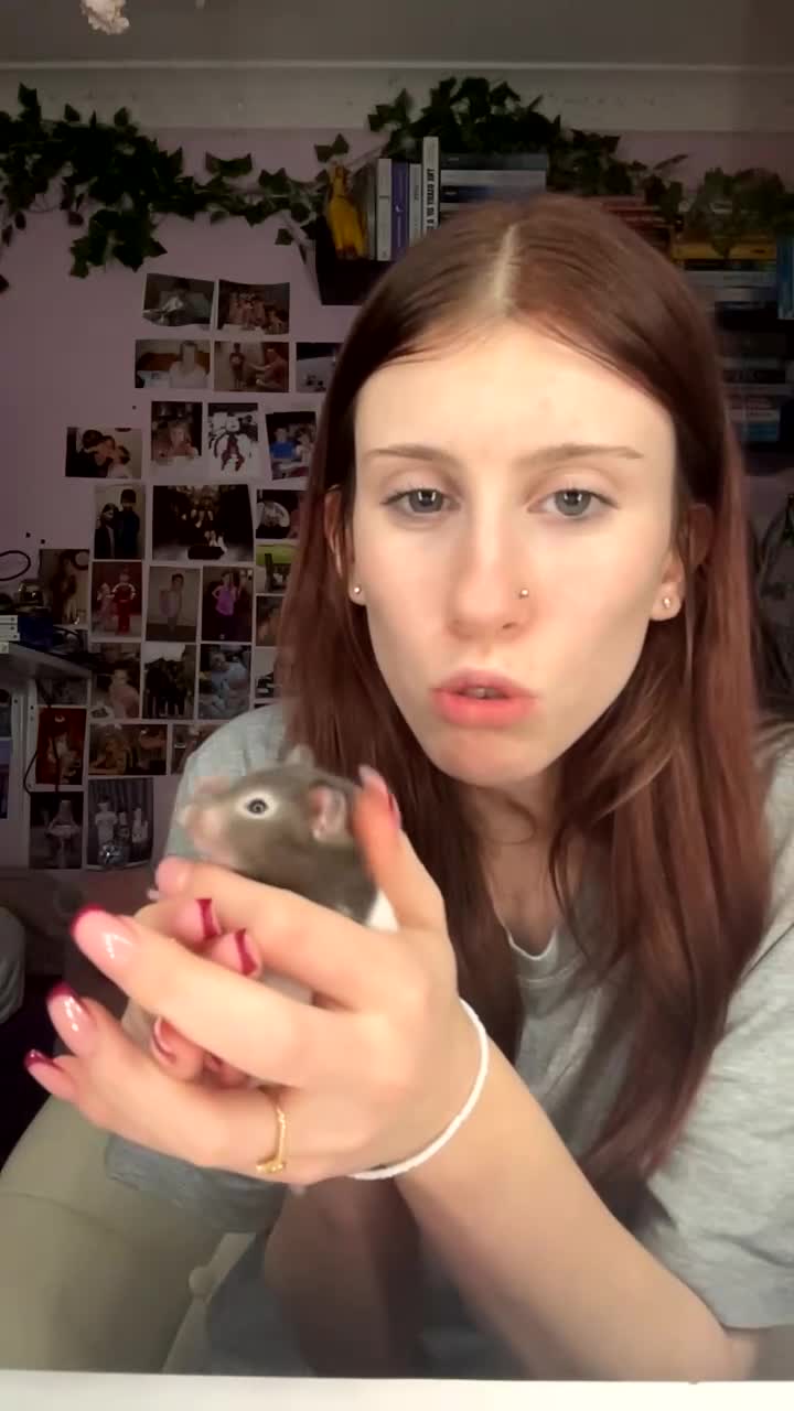 Hamster rodents for sale: Syrian Hamster For Sale  - Video 1