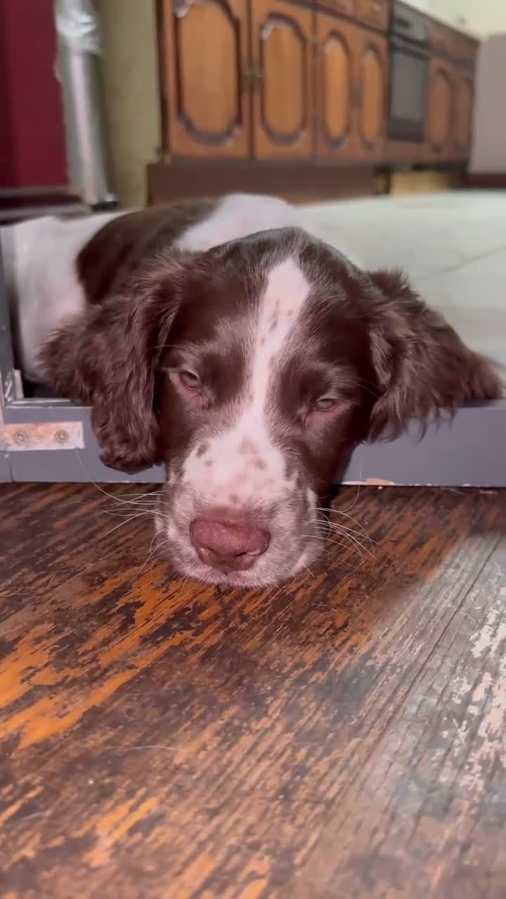 English Springer Spaniel dogs for sale: English springer spaniel boy🩵 for sale  - Video 1
