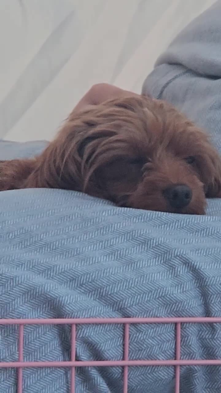 Cavapoo dogs for sale: Licensed breeder,dna clear red tiny cavapoo pups  - Video 4