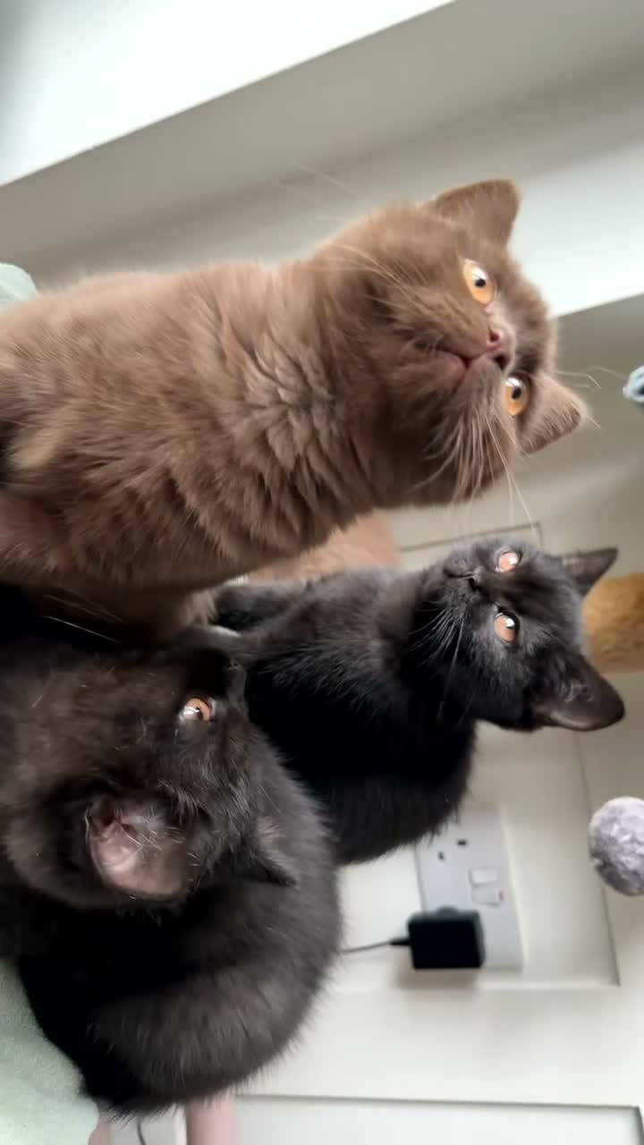 British Shorthair cats for sale: *REDUCED* British Shorthair Kittens in chocolate  - Video 2
