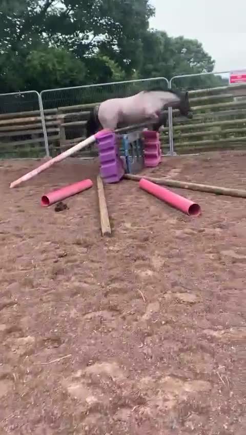 Irish Cob horses for sale: 12.2/12.3 3 year old cob x Welsh mare  - Video 1