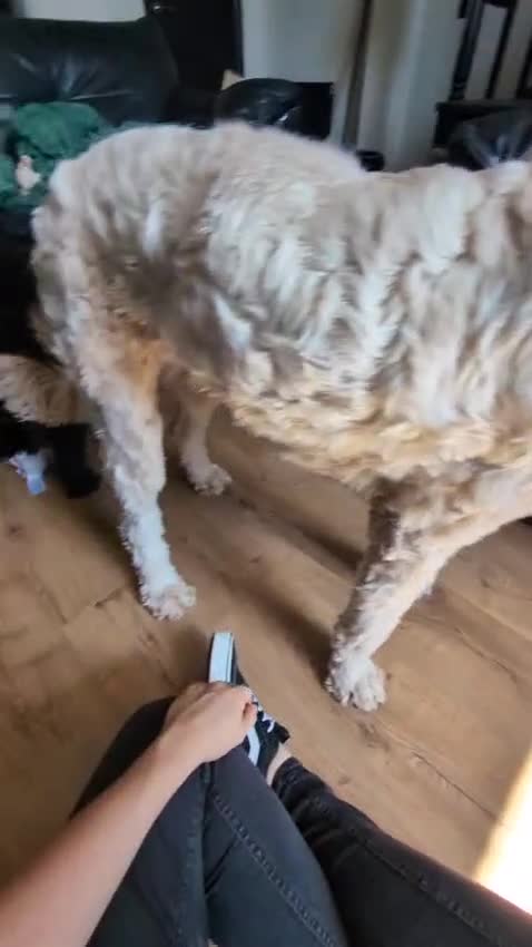 Sheepadoodle dogs for sale: F1b Sheepadoodles, **READY TO GO NOW**LAST ONE**** - Video 1