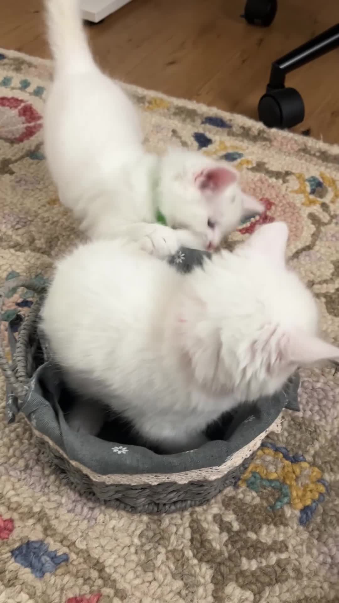 Turkish Angora cats for sale: Turkish Angora Longhair kittens - Video 2