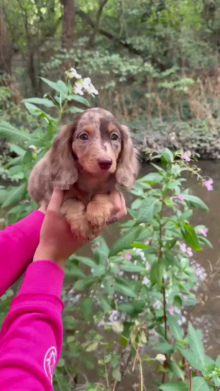 Miniature Dachshund dogs for sale: Long haired miniature dachshunds - Video 3