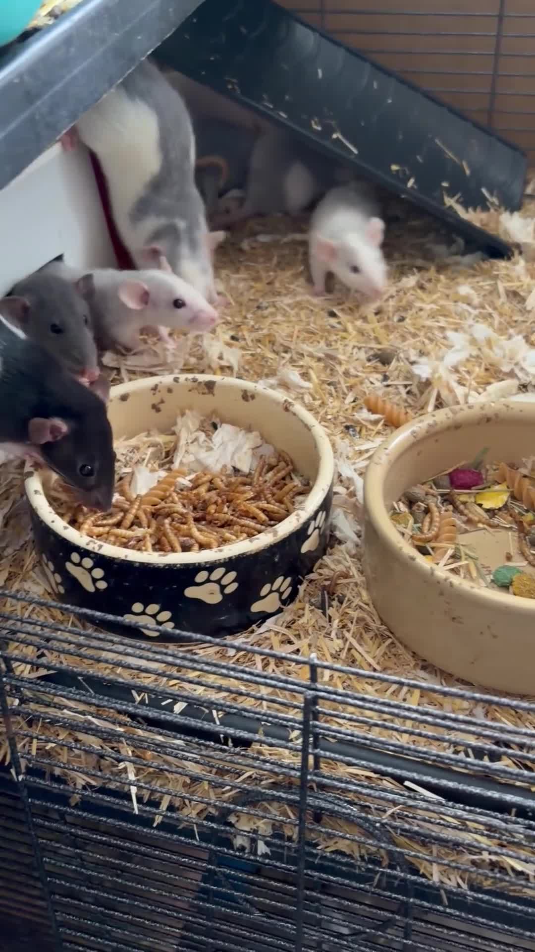 Rat rodents for sale: BEAUTIFUL BABY TAME RATS  - Video 2