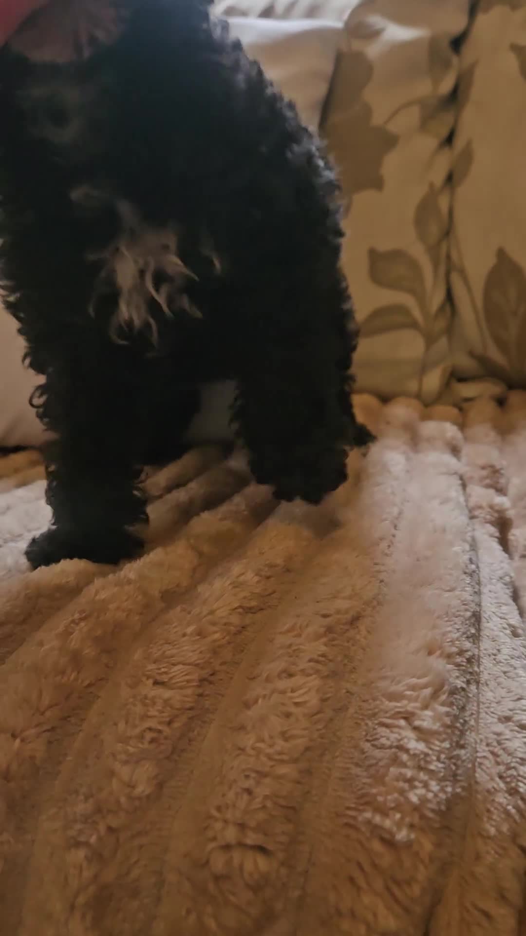 Toy Poodle dogs for sale: Merle toy poodle puppys available now  - Video 1