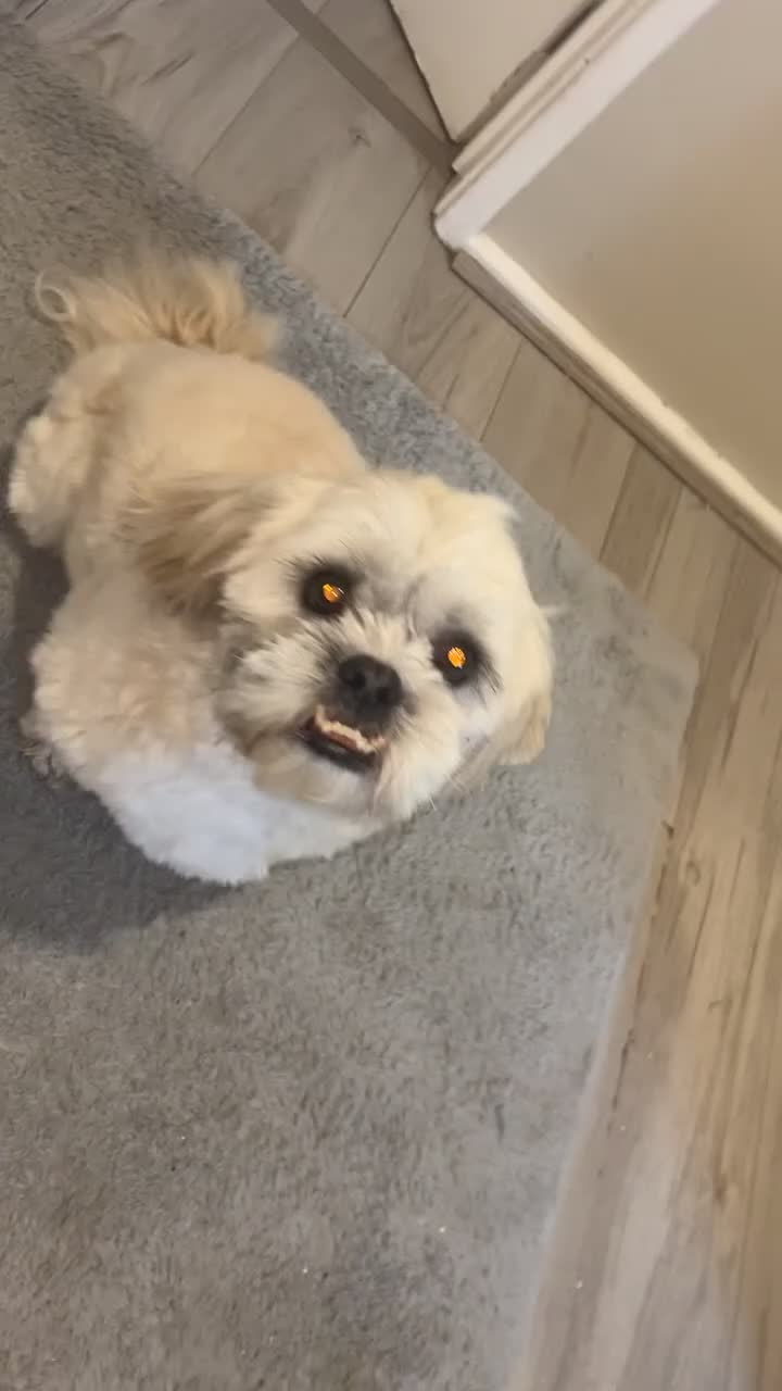 Malshi dogs for sale: Beautiful boy Rio shihtzu/maltese  - Video 2