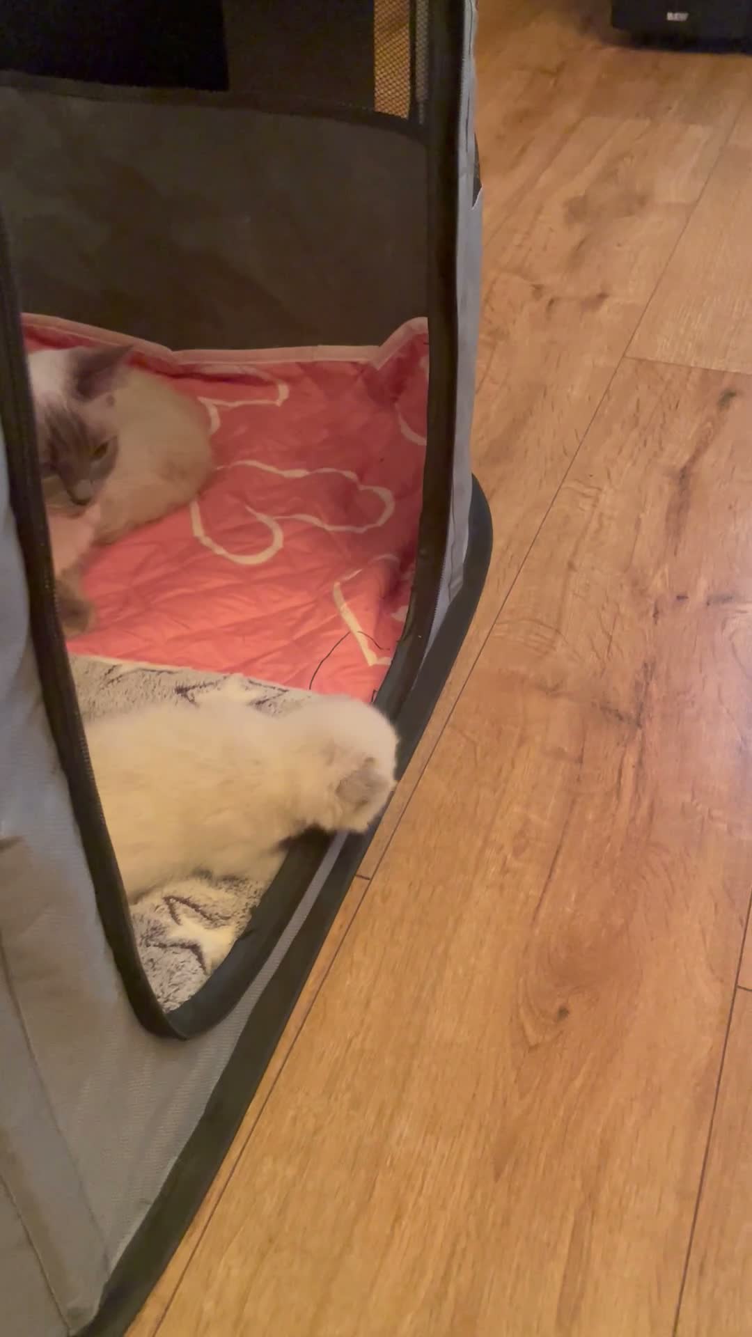 Ragdoll cats for sale: 3 kittens, 5 weeks old - Video 1