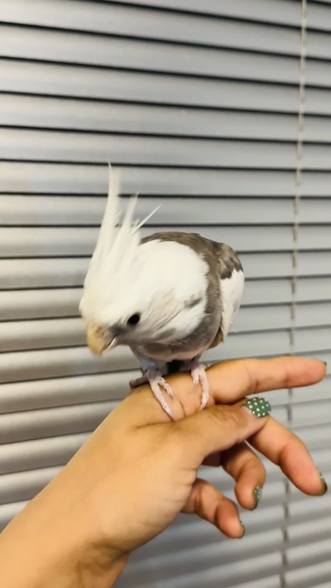 Cockatiels birds for sale: Friendly Cockatiel Looking for New Home - Video 1