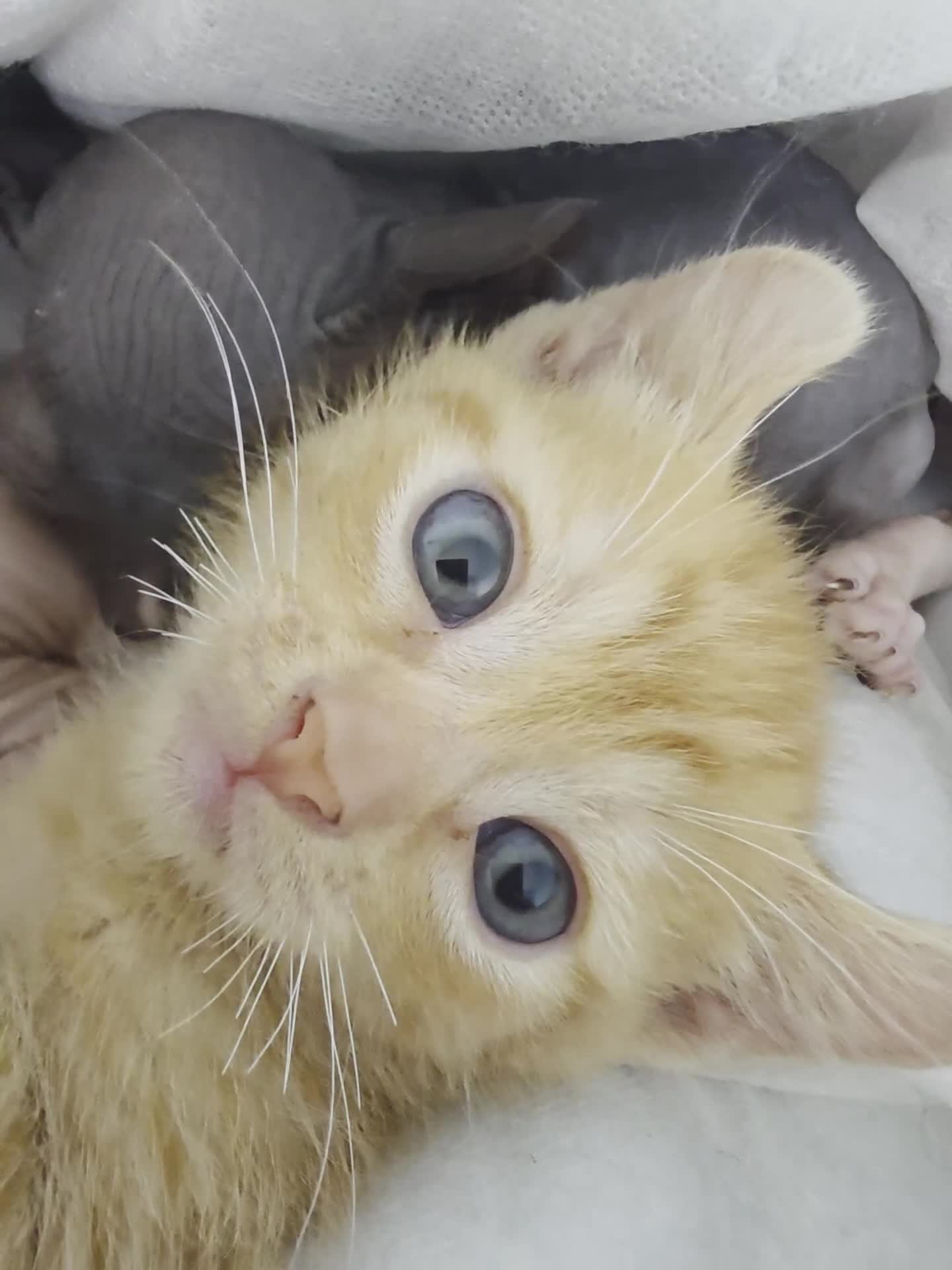 Sphynx cats for sale: Ginger Male Kitten Sphynx x Devon Rex Elf Mix in Hartlepool - Video 3