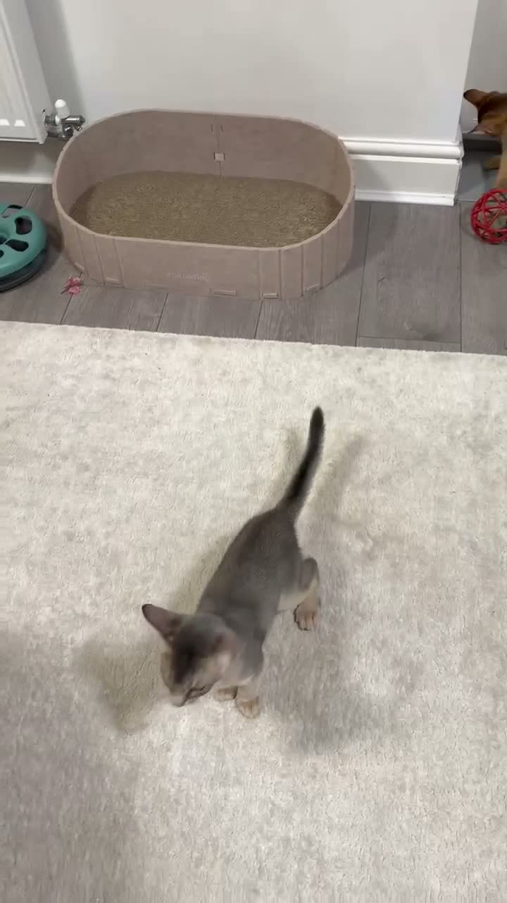 Abyssinian cats for sale: 🐾 Two Gorgeous Abyssinian Kittens 🐈‍⬛ - Video 1