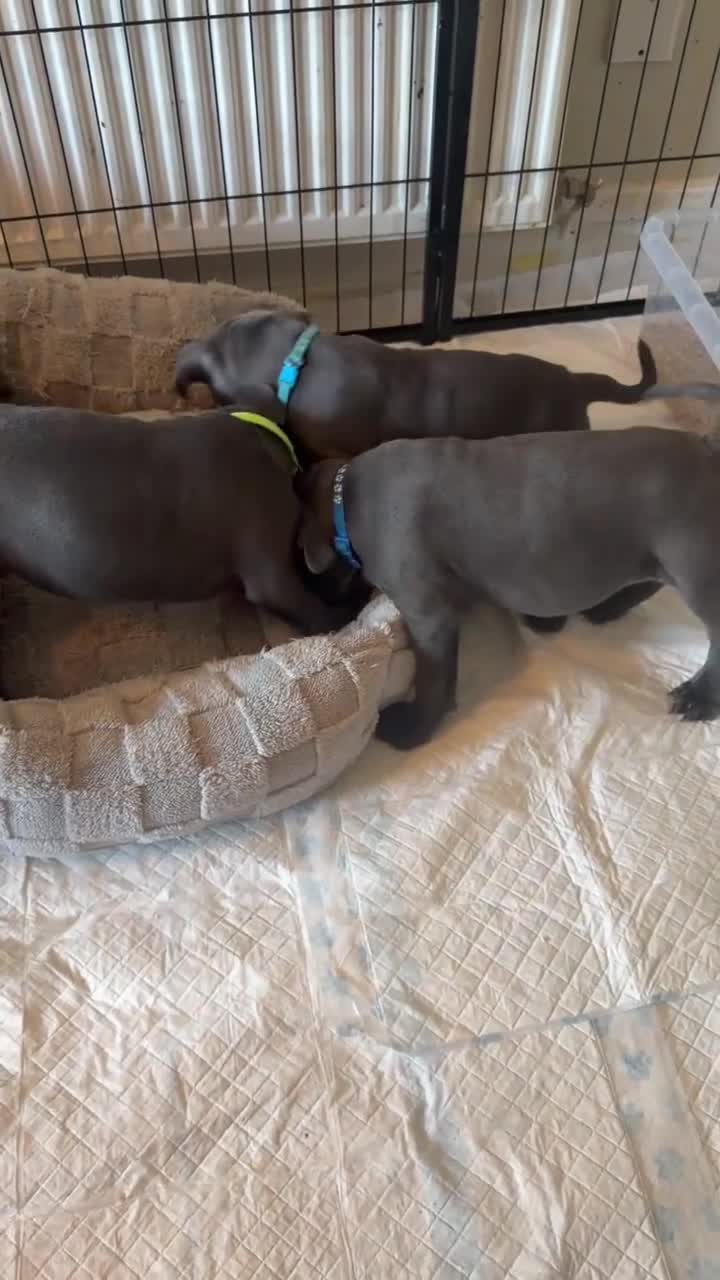 Staffordshire Bull Terrier dogs for sale: Blue staffy puppies  - Video 1