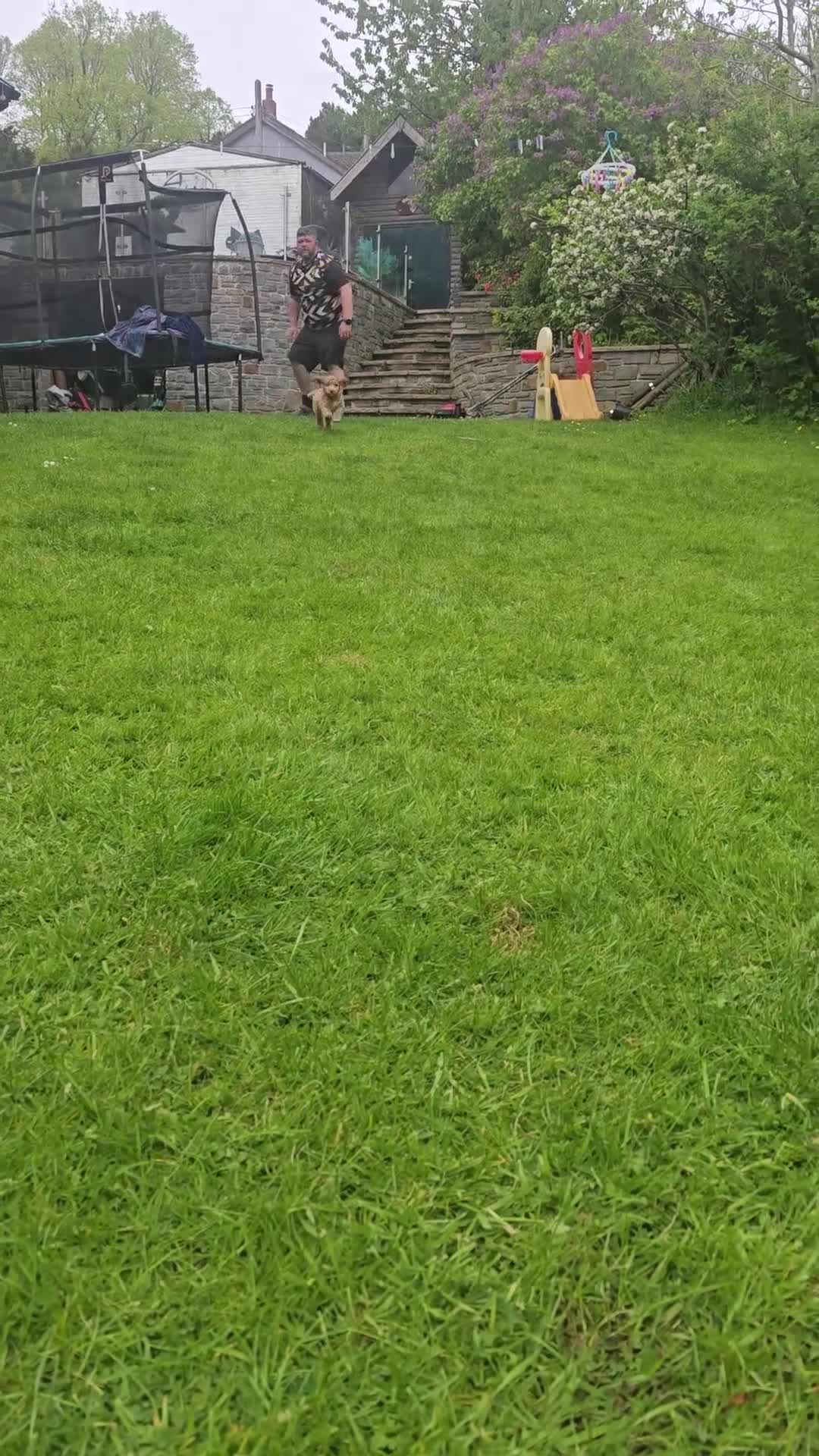 Mixed Breed dogs for sale: Australian Goldendoodle  - Video 1