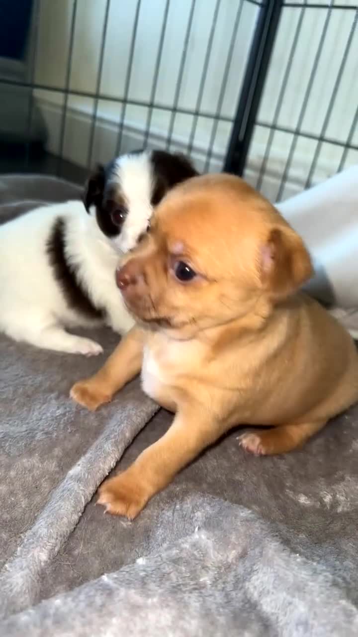 Chihuahua dogs for sale: Two beautiful Chihuahua puppy’s for sale.  - Video 4