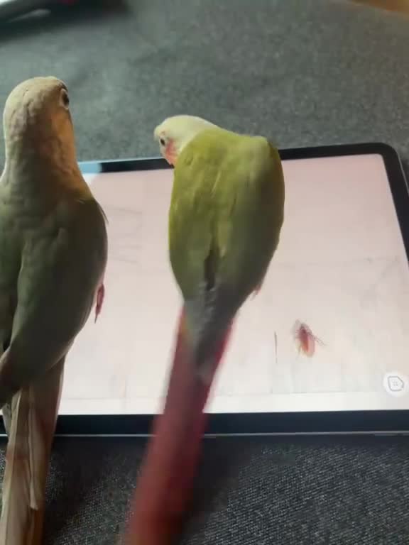 Conures birds for sale: Two Female Conures Including Large Cage - Video 2