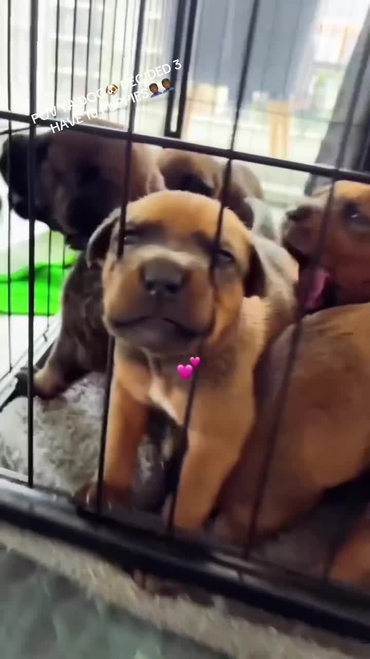 Mixed Breed dogs for sale: Beautiful Puppies For Sale!!! - Video 1