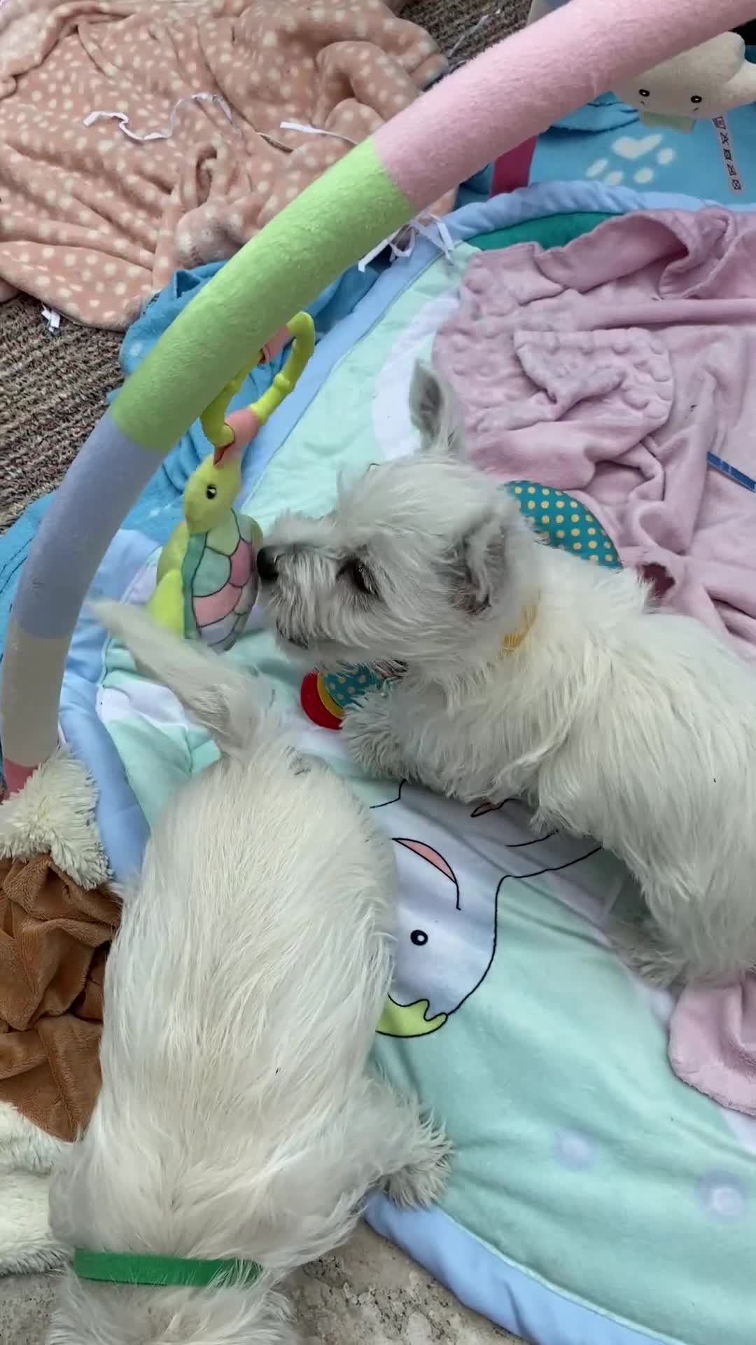 West Highland Terrier dogs for sale: 1 WESTiE BOY AVAILABLE!! - Video 1
