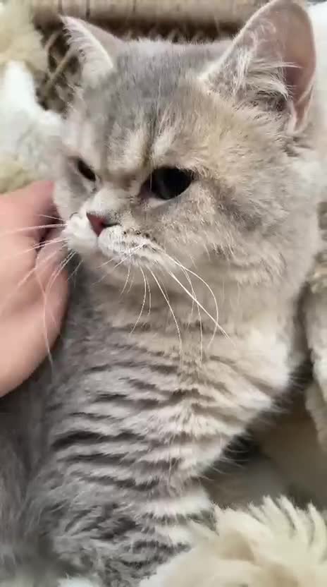 British Shorthair cats for sale: Retired breeding cats for rehoming all neutered - Video 1