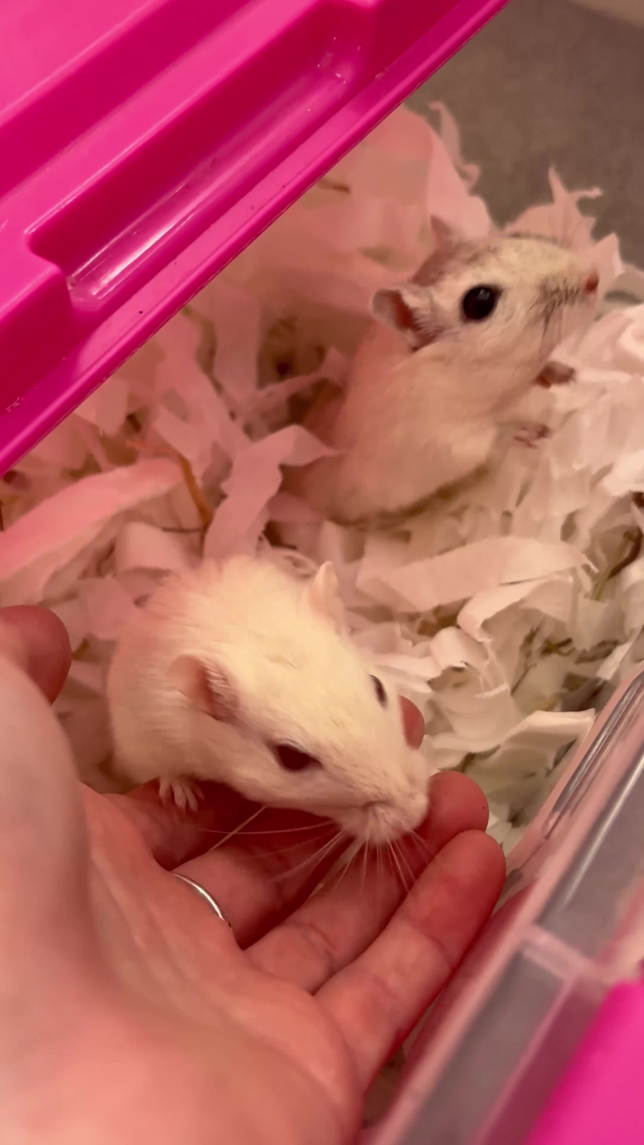 Gerbil rodents for sale: 2 male gerbils for rehoming with cage  - Video 2