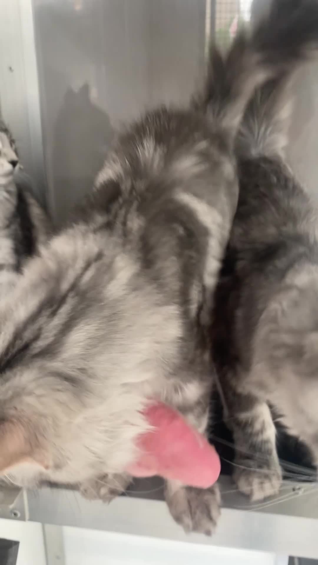 Maine Coon cats for sale: GCCF Maine coon kittens in Selby - Video 1