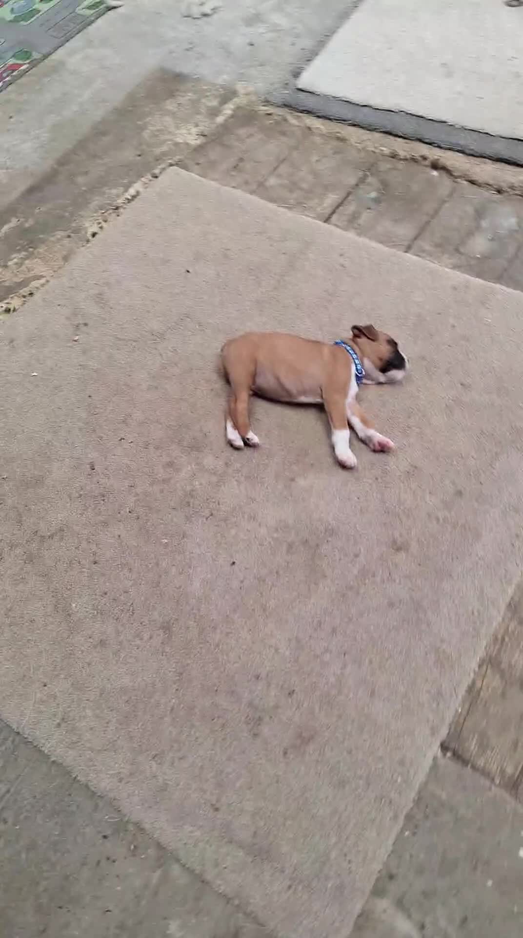 Boxer dogs for sale: Boxer puppies kc registered 5 star council licence - Video 3