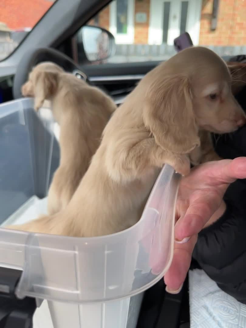 Miniature Dachshund dogs for stud: PALE CREAM long haired mini dachshund  in Saint Helens - Video 2