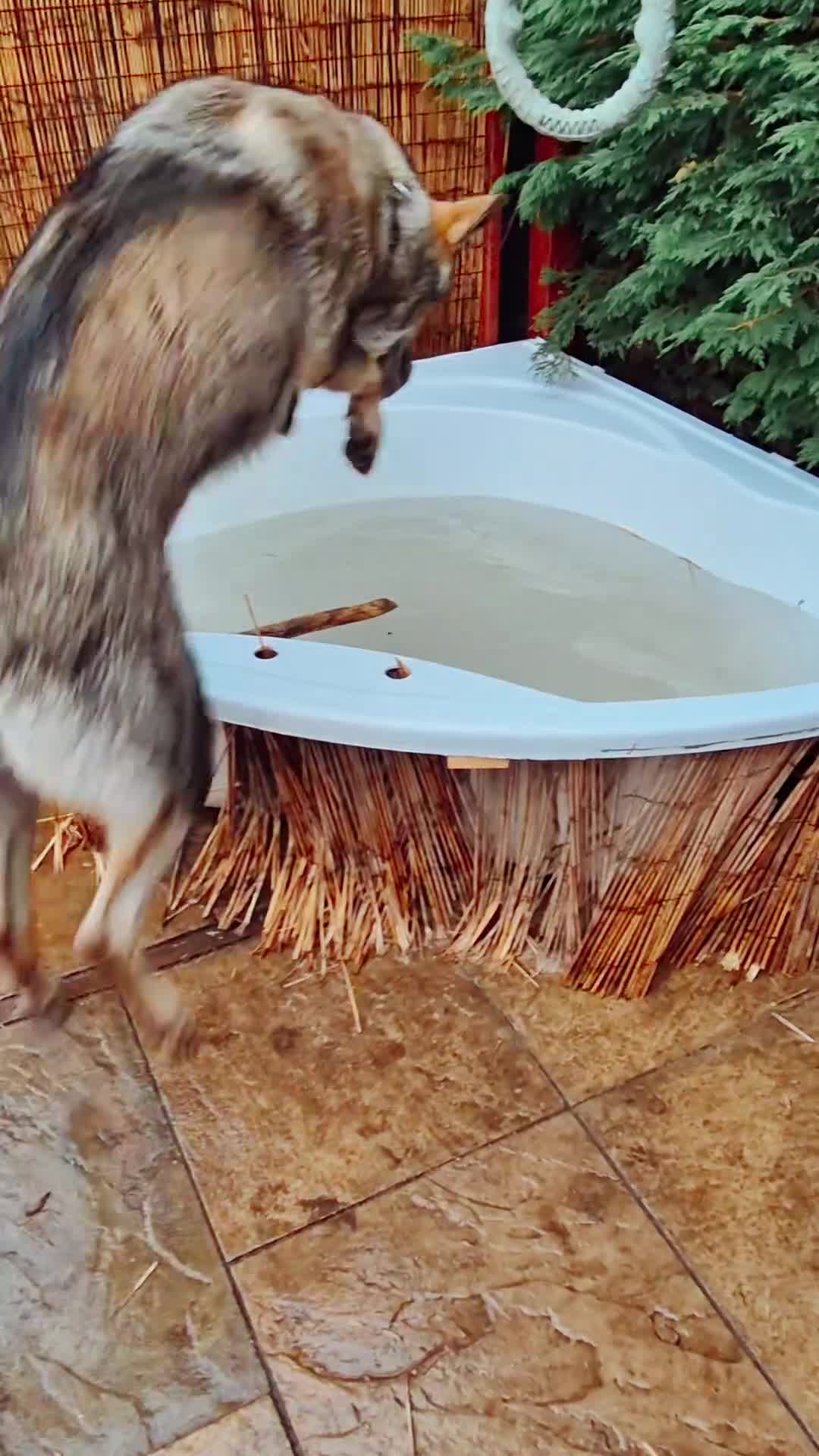 Saarloos Wolfdog dogs for sale: Sarloos wolfdog - Video 4