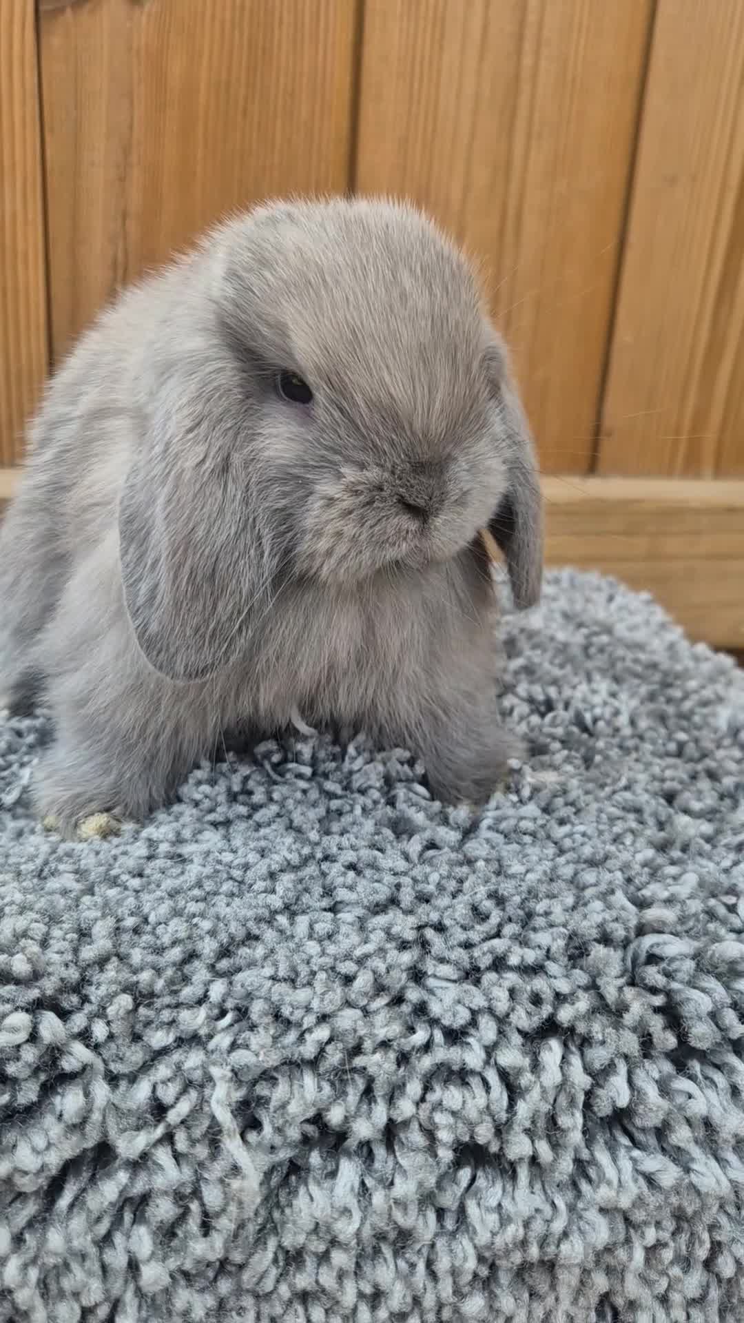 Mini Lop rabbits for sale: Mini Lop babies ready to reserve  - Video 5