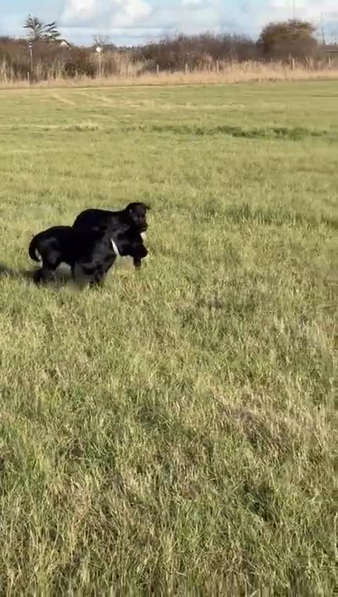 German Shepherd dogs for sale: KC Reg DDR GSD Puppy Rare Bloodline - Video 2